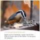 Kleiner Vogel frisst Sonnenblumenkerne an einem Futterspender mit deutschem Text, der ganzjährige Verwendung in Gärten und auf Balkonen empfiehlt.