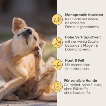 Dosen-Hundefutter mit der Aufschrift 'Milo & Mia', das Insekten- und Süßkartoffelzutaten enthält, mit einer Schüssel Insekten-Snacks und Süßkartoffelscheiben.