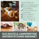 Bild einer verspielten orangefarbenen Katze auf einem Holzboden, mit Text, der Unterstützung für Katzen auflistet, die Stress, Angst und Aggression erleben.