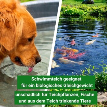 Golden Retriever trinkt aus einer Schüssel links; Koi-Teich rechts. Text: "Schwimmteich geeignet für biologisches Gleichgewicht."
