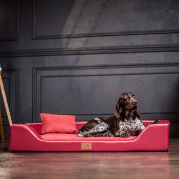Ein brauner und weißer Hund liegt auf einem stilvollen roten Hundebett mit einem kleinen passenden Kissen, vor einer dunklen Wand.