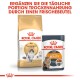 Royal Canin Verpackung, die 'Norwegian Forest Cat' Trockenfutter und 'Intense Beauty' Nassfutter zeigt, die ihre ergänzende Verwendung fördert.