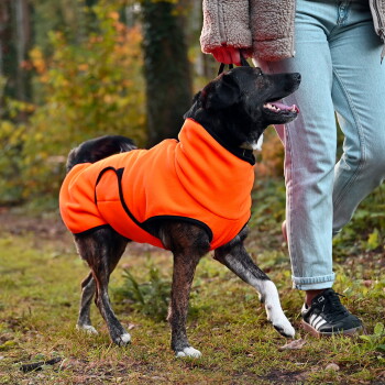 Ein mittelgroßer Hund mit gestromtem Fell, der einen leuchtend orangefarbenen Fleece-Mantel mit schwarzem Rand trägt, steht vor einem weißen Hintergrund.