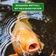 Eine Nahaufnahme eines Koi-Fisches, der im Wasser schwimmt, mit offenem Mund. Der Text darüber lautet 'BESONDERS WERTVOLL MIT MEHLWURM-PROTEIN.'