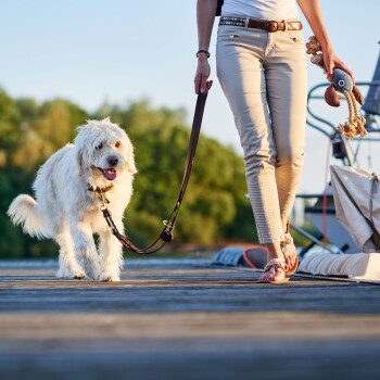 Eine Frau geht mit einem flauschigen weißen Hund auf einem Holzsteg, während sie in der anderen Hand ein Spielzeug hält, mit Grün im Hintergrund.
