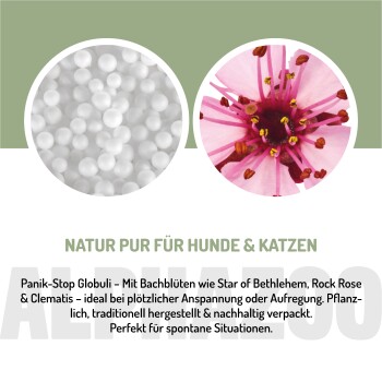 Eine hellfarbene Katze, die nach einer Flasche homöopathischer Globuli auf einer dunklen Oberfläche greift, mit deutschen Gebrauchsanweisungen.