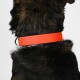 Biothane Halsband Orange neon orange XXL