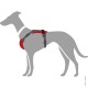 Illustration eines grauen Hundes, der ein rotes Geschirr mit schwarzen Riemen trägt, das das Design und die Passform des Geschirrs zeigt.
