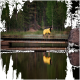 Ein Hund, der einen leuchtend gelben Regenmantel trägt, steht auf einer Holzbrücke über einem ruhigen See, umgeben von üppigen grünen Bäumen.