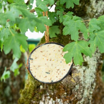 Ein runder Vogelhäuschen, das von einem Baum hängt, gefüllt mit einer Mischung aus Samen und Körnern, umgeben von grünen Blättern.