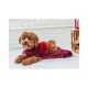 Ein flauschiger brauner Hund, der einen gemütlichen rot-orangefarbenen Pullover trägt, liegt auf einer weinroten Decke und streckt die Zunge heraus, in einem gut beleuchteten Raum.