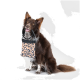 Ein glücklicher brauner Hund mit einer weißen Brust und Pfoten hält eine Haustiertasche im Leopardenmuster im Mund, sitzt vor einem hellgrauen Hintergrund.