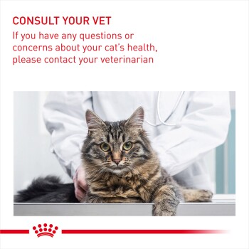 A tabby cat on a table, gazing at the camera, held by a vet in a white coat. Text: "Consult your vet for cat health concerns."