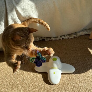 Oranger getigerter Kater spielt mit einem weißen interaktiven Schmetterlingsspielzeug auf einem Teppichboden.