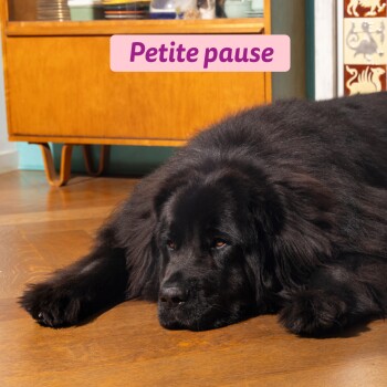 Grand chien noir et duveteux allongé sur un parquet sous un meuble d'inspiration mid-century, bannière rose indiquant « Petite pause » au-dessus.