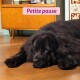 Grand chien noir et duveteux allongé sur un parquet sous un meuble d'inspiration mid-century, bannière rose indiquant « Petite pause » au-dessus.