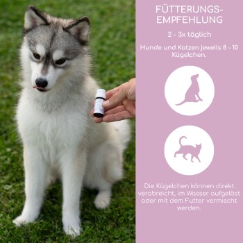 Eine Frau mit einer schwarzen Katze sitzt neben einem wolfähnlichen Hund in einem Garten mit lila Blumen. Der Text darüber bewirbt Wolfsbacher Naturprodukte.