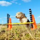 Ein kleiner Hund springt über eine gelbe Agility-Stange, die von orangen Kegeln auf einem grasbewachsenen Feld unter einem blauen Himmel mit fluffigen Wolken gestützt wird.