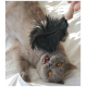 Eine verspielte graue Katze mit leuchtend orangefarbenen Augen liegt auf einer weißen Oberfläche und schaut nach oben, während sie mit einem schwarzen Pflegewerkzeug gebürstet wird.