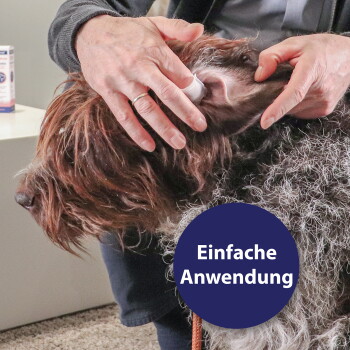 Hände reinigen das Ohr eines drahthaarigen braunen Hundes mit einem Wattepad; blauer Kreis mit der Aufschrift „Einfache Anwendung“