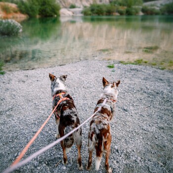 Zwei Hunde mit auffälligen braun-weißen Fellen stehen an einem Kiesufer, angeleint und blicken auf einen ruhigen, grünen See, umgeben von Bäumen.