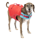 Ein Hund trägt eine leuchtend rote Schwimmweste mit blauen Riemen und steht aufrecht. Die Weste hat einen Griff auf dem Rücken für einfaches Anheben.