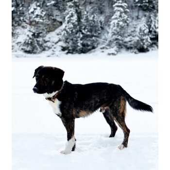 Ein mittelgroßer Hund mit gestromtem Fell steht im Schnee, umgeben von schneebedeckten Bäumen, und sieht aufmerksam und neugierig aus.