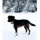 Ein mittelgroßer Hund mit gestromtem Fell steht im Schnee, umgeben von schneebedeckten Bäumen, und sieht aufmerksam und neugierig aus.