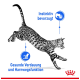 Eine springende gefleckte Katze mit blauen Symbolen und Text: "Instinktiv bevorzugt" und "Gesunde Verdauung und Harnwegsfunktion."