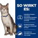 Eine Katze mit einem blauen Halsband sitzt neben einem Text, der die Vorteile von Tierfutter auflistet: kontrollierter Phosphor, niedriger Natriumgehalt, Omega-3-Fettsäuren und essentielle Aminosäuren.