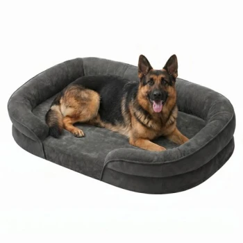Deutscher Schäfer, mit heraushängender Zunge, liegt auf einem grauen Hundebett mit erhöhten Seiten auf weißem Hintergrund.