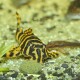 Nahaufnahme eines gestreiften Welses mit gelben und schwarzen Markierungen, der auf dem sandigen Aquarienboden ruht, umgeben von Kieselsteinen und Pflanzen.