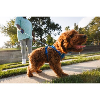 Ein flauschiger, brauner Hund mit einem blauen Geschirr geht auf einem Weg in einem Park, mit einer Person in einem gestreiften Hemd, die die Leine hält.