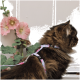 Flauschige braune getigerte Katze trägt ein rosa Blumen-Geschirr und -Leine und sitzt neben pinken Stockrosen vor einer weißen Wand.