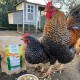 Ein schwarz gestreiftes Huhn und ein buntes großes Huhn stehen neben einem Sack Tierfutter, beschriftet mit "Früchte Gemüse mit Kräutern" in einem Bauernhof.