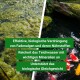 Geteilte Ansicht: links zeigt grüne Algen im Wasser, rechts bunte Koi-Fische. Text beschreibt die Produktvorteile für die Teichgesundheit.