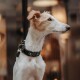 Eine Nahaufnahme eines Greyhound-Hundes mit einem schlanken weißen und tanfarbenen Fell, der ein stilvolles schwarzes Halsband mit türkisfarbenen und silbernen Nieten trägt.