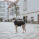 Ein Greyhound, der einen dunkelbraunen Pullover mit blauen Streifen trägt, steht auf einer Kopfsteinpflasterstraße, umgeben von Gebäuden und Fahrrädern.