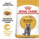 Torba z karmą dla kotów Royal Canin Adult British Shorthair z szarym kotem, podkreślająca żywienie specyficzne dla rasy i kształt krokietów.