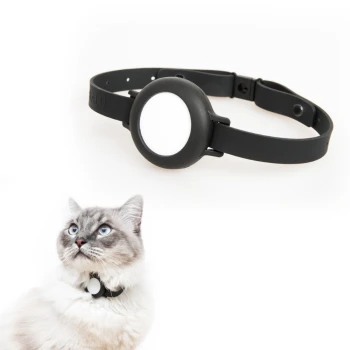 Eine flauschige, hellfarbige Katze mit auffälligen blauen Augen trägt ein schwarzes Halsband mit einem runden, weißen Anhänger.