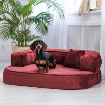 Ein schwarzer und brauner Dackel steht auf einem plüschigen burgunderfarbenen Hundebett mit zwei Seitkissen, vor einem Hintergrund aus grünen Pflanzen und hellen Vorhängen.