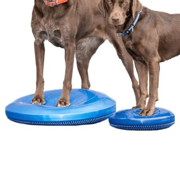 Zwei braune Labrador Retriever stehen auf blauen Balance-Discs, einer trägt ein oranges Halsband und der andere ein blaues Halsband.