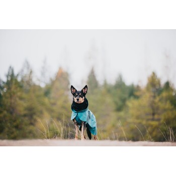 Ein schwarz-brauner Hund, der einen türkisfarbenen Regenmantel trägt, steht in einem grasbewachsenen Bereich mit Bäumen im Hintergrund und schaut direkt in die Kamera.