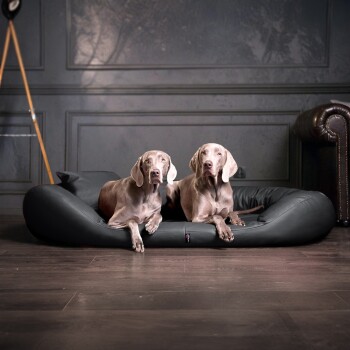 Zwei Weimaraner Hunde liegen auf einem schwarzen Haustierbett in einem stilvollen Raum mit Holzboden und dunklen Wänden.