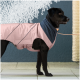Ein schwarzer Hund in einem rosa und marineblauen Hundemantel steht auf einem gefliesten Boden, mit einer angeleinten Leine, vor einer blauen Wand.