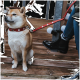 Ein Shiba Inu mit rotem Halsband sitzt auf einer Holzterrasse neben einer Person in schwarzen Stiefeln und blauen Jeans.