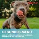Nahaufnahme eines grauen Hundes, der sich im Freien die Nase leckt, mit Text über ein gesundes Menü aus Hühnerfleisch und Innereien mit Vitamin D3.