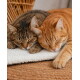 Getigerte und orangefarbene Katze schlafen nebeneinander auf einer weißen Decke über einer gewebten Matte.