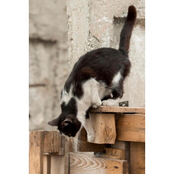 Schwarz-weiße Katze sitzt am Rand einer Holzpalette, lehnt sich hinüber und späht neben einer rauen Betonmauer nach unten.