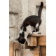 Schwarz-weiße Katze sitzt am Rand einer Holzpalette, lehnt sich hinüber und späht neben einer rauen Betonmauer nach unten.